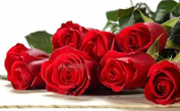 孕妇梦见红玫瑰是儿子 梦见红玫瑰预示着什么