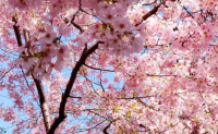 樱花树为什么是凶树 樱花的养植