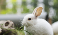 养兔子是福还是祸 养兔子对人有哪些影响