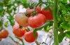 梦见西红柿是什么意思 它是一种好运的征兆吗