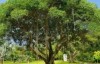 梦见大树是什么意思 是象征着人的健康吗