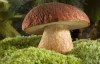 梦见蘑菇是什么预兆 是预示日子越过越富裕吗
