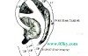 骆驼相法(论耳）左耳代表1-7岁、右耳代表8-15岁