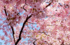 樱花树为什么是凶树 樱花的养植