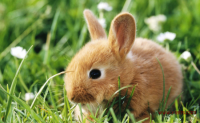 兔宝宝有水有草有木取名 今年兔宝宝起名字大全