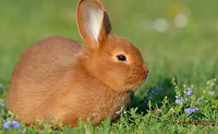 2023年兔年最吉利的四大属相是哪些 兔年最吉利的四大属相拥有哪些机遇