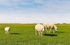 梦见羊是什么意思 它是一种好运的征兆吗