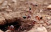 梦见蚂蚁窝是什么意思 它是一种吉兆吗