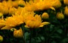 梦见黄菊花是什么意思 它是一种好运的征兆吗
