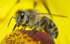 梦到蜜蜂是什么预兆 你的事业能更进一步吗