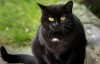 梦见黑猫是什么意思 是被视为厄运的象征吗