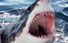 梦见鲨鱼是什么意思 是事业多有波折之迹象吗